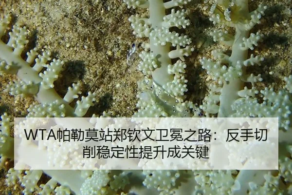 WTA帕勒莫站郑钦文卫冕之路：反手切削稳定性提升成关键
